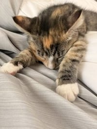 Sundae - Photo 6