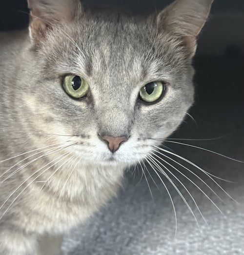 SAGE - Domestic Short Hair available for adoption