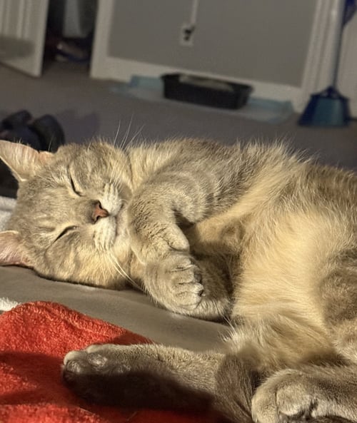 SAGE - Domestic Short Hair available for adoption