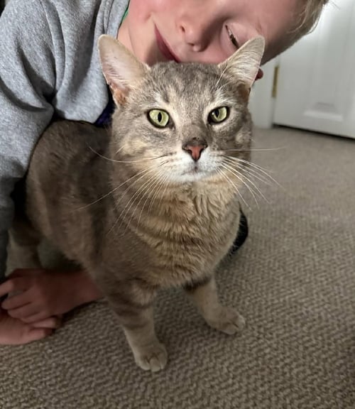SAGE - Domestic Short Hair available for adoption