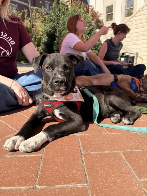 MONTGOMERY - Pit Bull Terrier available for adoption