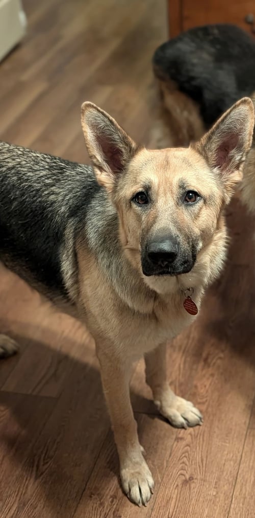 CISSIE - German Shepherd Dog available for adoption
