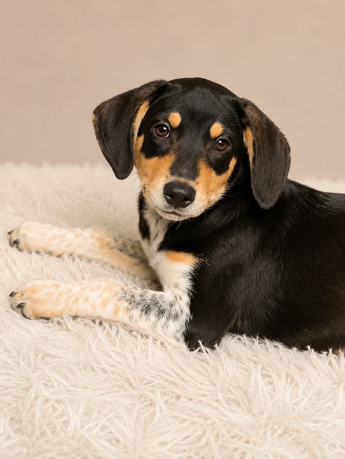 CANDY LAND (F) - Australian Shepherd available for adoption