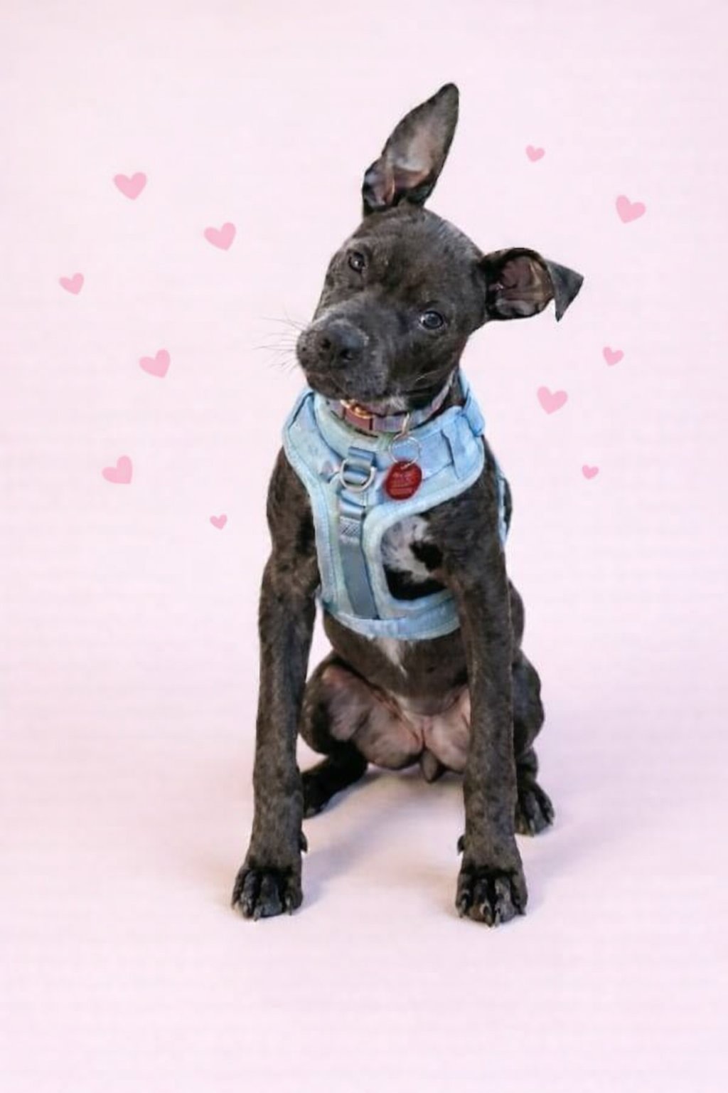 ASTRA - Pit Bull Terrier available for adoption