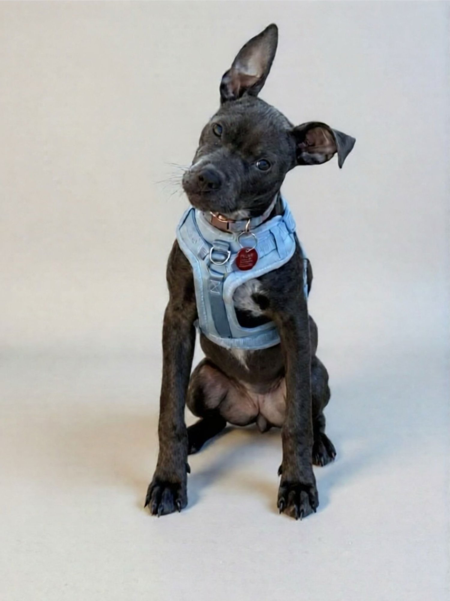 ASTRA - Pit Bull Terrier available for adoption
