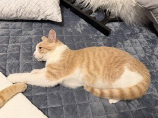 MIKE - Domestic Short Hair available for adoption