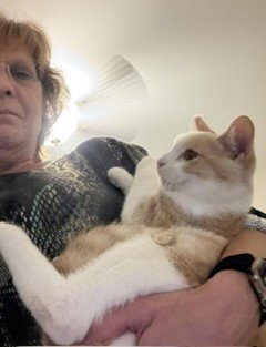 MIKE - Domestic Short Hair available for adoption