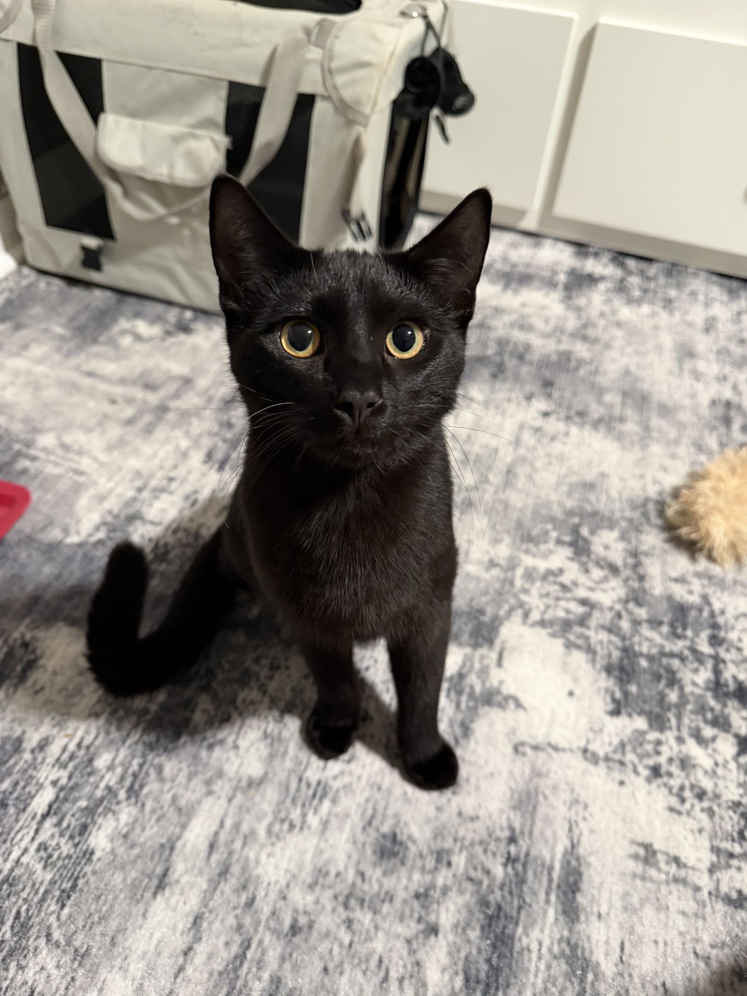 MOON - Domestic Short Hair available for adoption