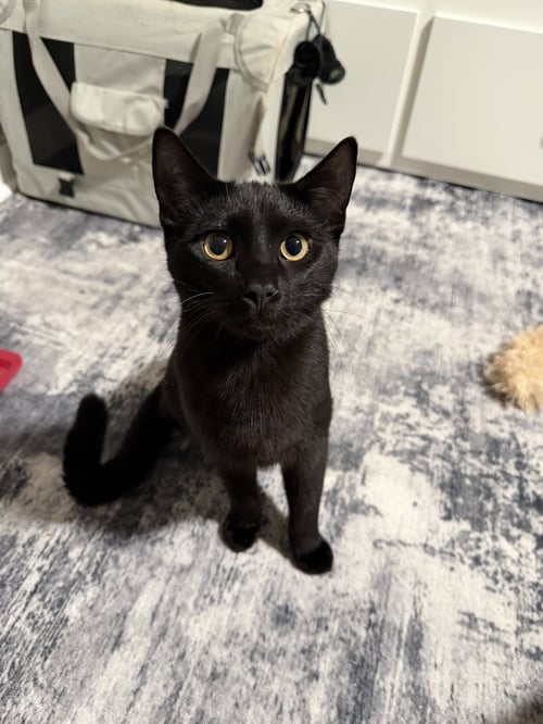 MOON - Domestic Short Hair available for adoption