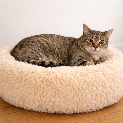 LEVIATHAN (LIVY) - Domestic Short Hair available for adoption