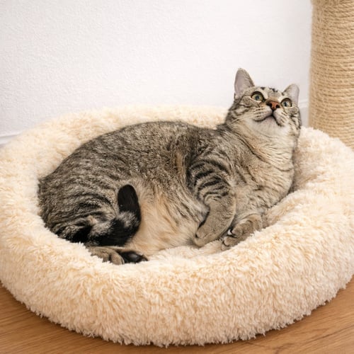 LEVIATHAN (LIVY) - Domestic Short Hair available for adoption