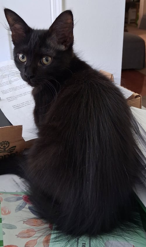BLINKIE