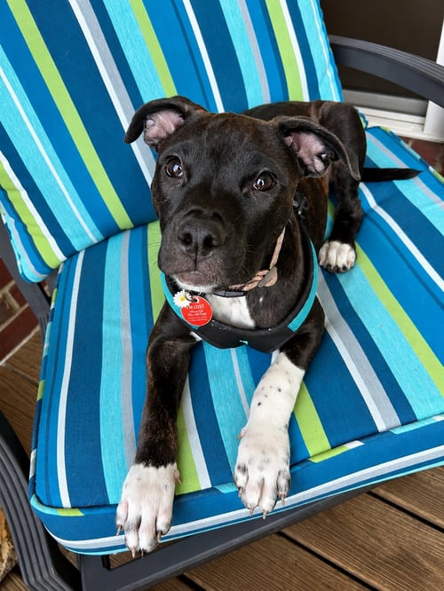 ABBY CADABBY - Pit Bull Terrier / Australian Cattle Dog/Blue Heeler available for adoption
