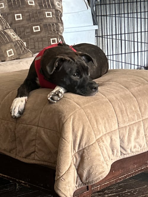 ABBY CADABBY - Pit Bull Terrier / Australian Cattle Dog/Blue Heeler available for adoption