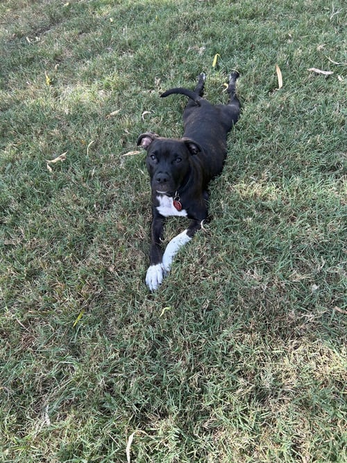 ABBY CADABBY - Pit Bull Terrier / Australian Cattle Dog/Blue Heeler available for adoption