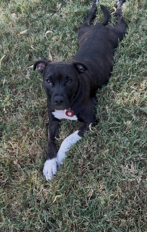 ABBY CADABBY - Pit Bull Terrier / Australian Cattle Dog/Blue Heeler available for adoption