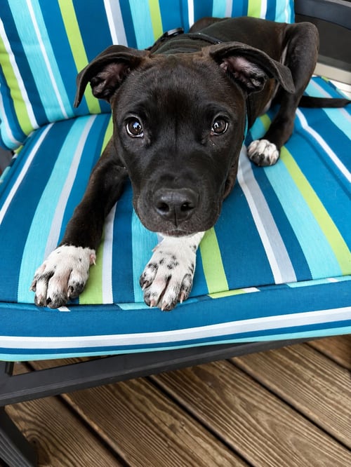 ABBY CADABBY - Pit Bull Terrier / Australian Cattle Dog/Blue Heeler available for adoption