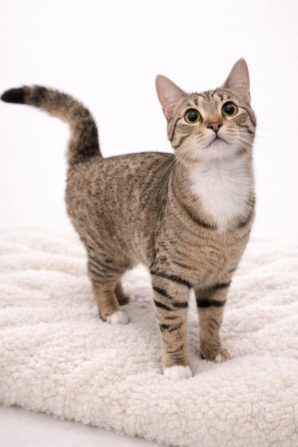 BASIL - Domestic Short Hair available for adoption