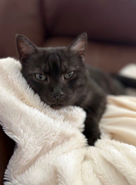 SALEM - Domestic Short Hair available for adoption