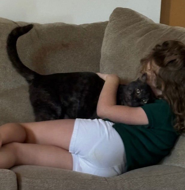 SALEM - Domestic Short Hair available for adoption