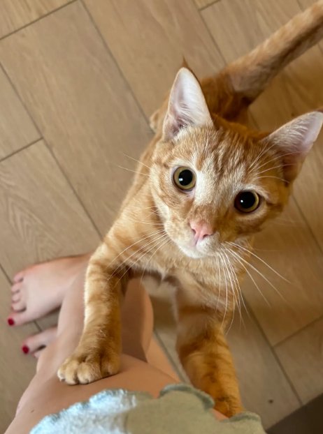 BISCUIT - Domestic Short Hair for adoption in Nashville