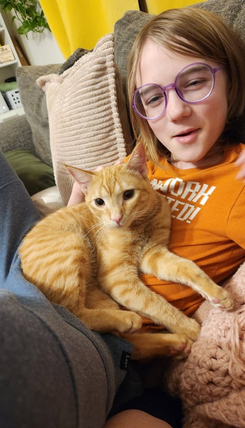 BISCUIT - Domestic Short Hair available for adoption