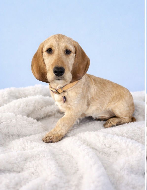 HANK TATER - Basset Hound / Poodle (unknown type) available for adoption