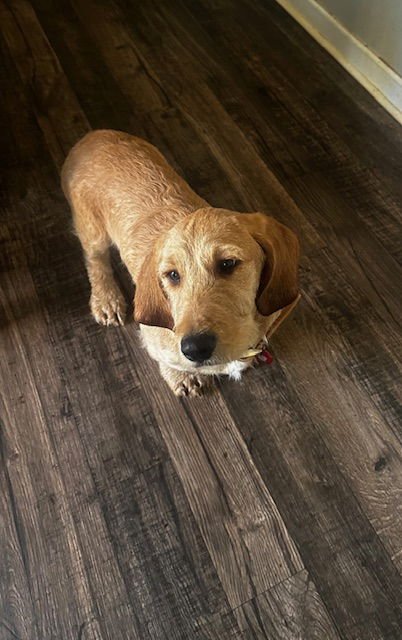 HANK TATER - Basset Hound / Poodle (unknown type) available for adoption