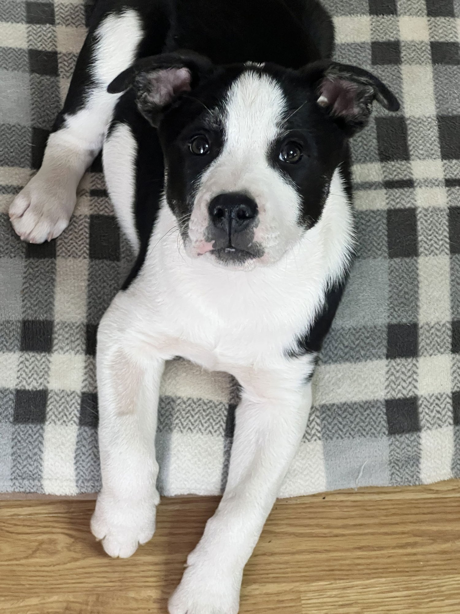 DALTON - Australian Shepherd / Labrador Retriever available for adoption