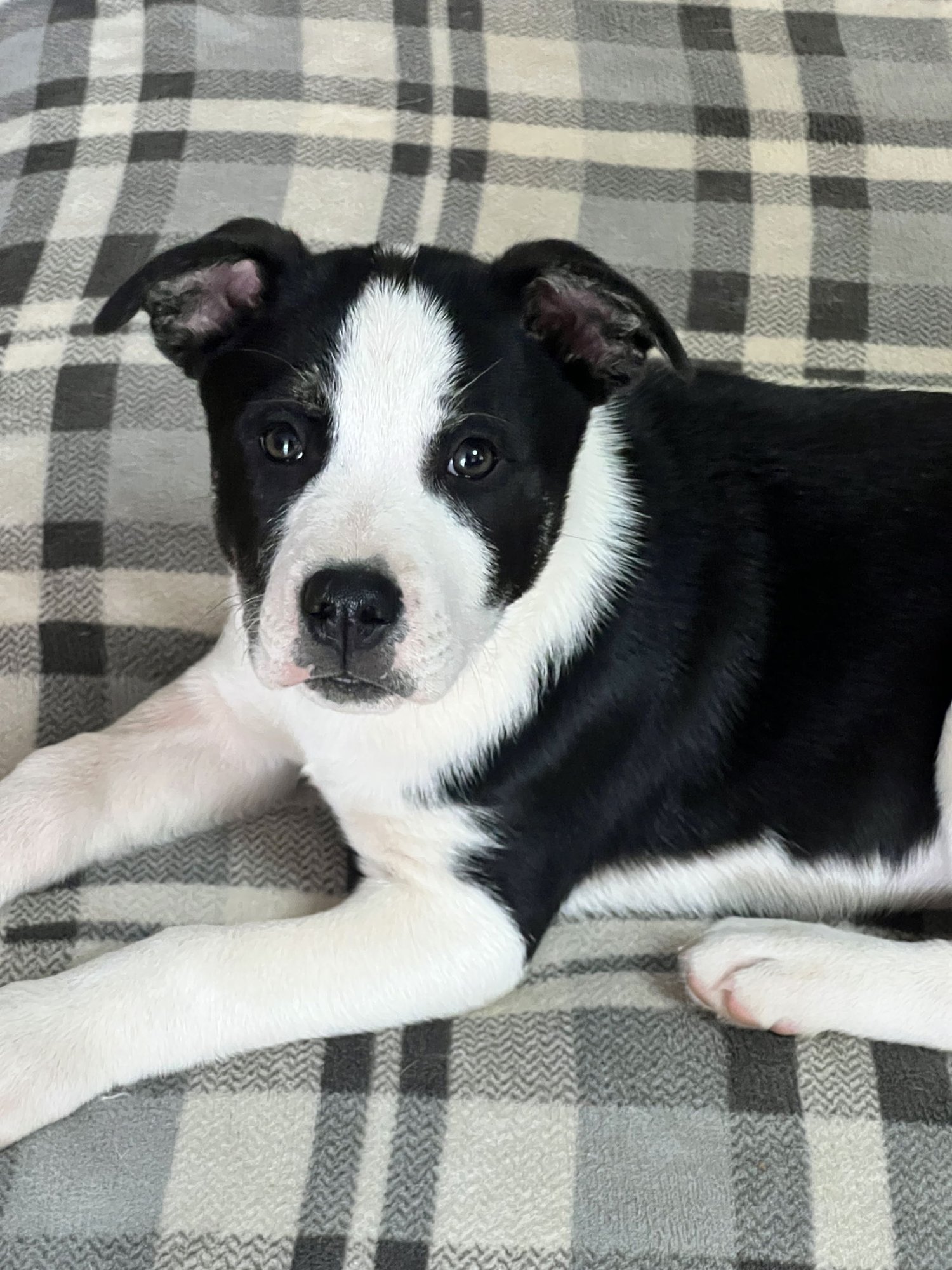 DALTON - Australian Shepherd / Labrador Retriever available for adoption