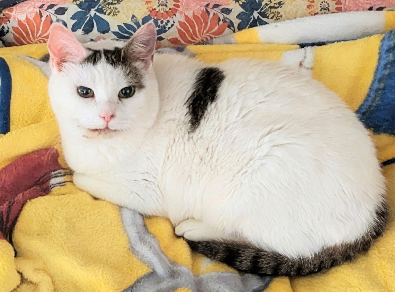 ABIGAIL - Domestic Short Hair available for adoption