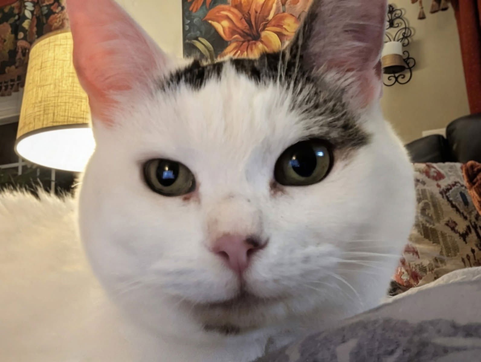 ABIGAIL - Domestic Short Hair available for adoption