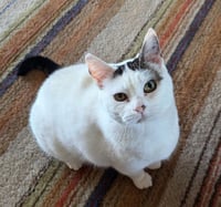 Abigail - Photo 8