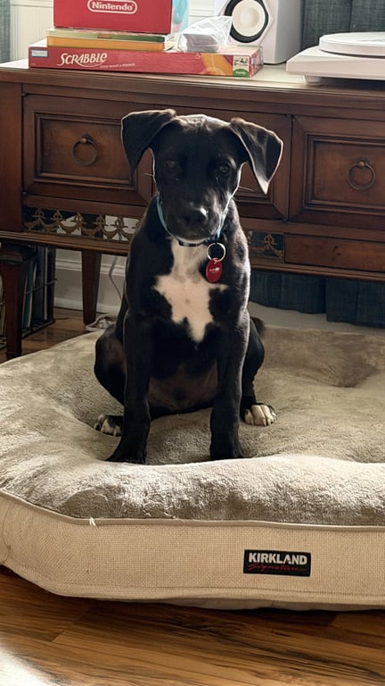 Waffles (m) Image
