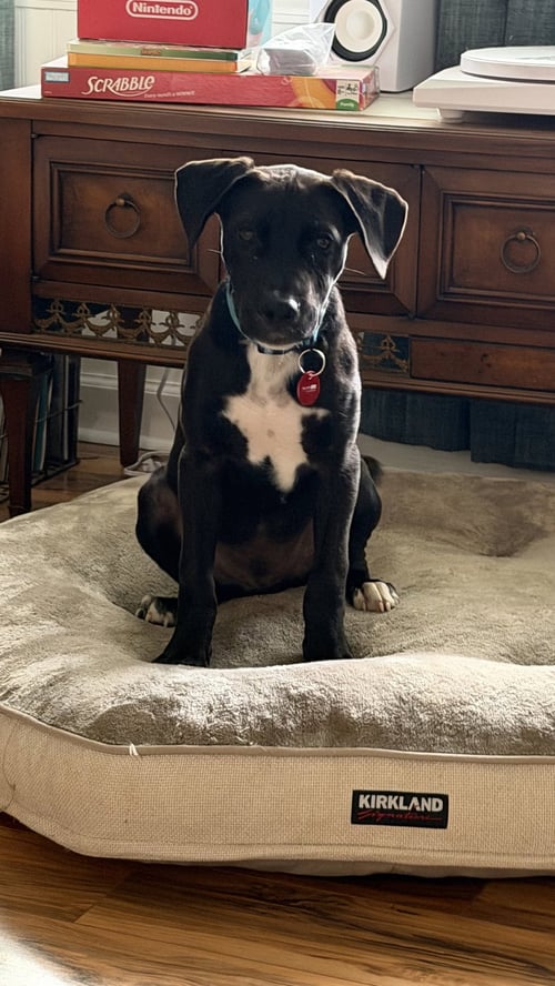 WAFFLES (M) - Labrador Retriever available for adoption
