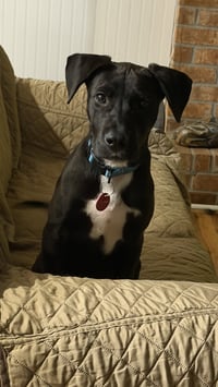 Waffles (m) - Photo 2