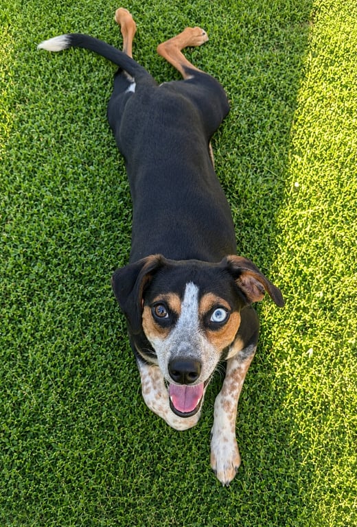Brody Image