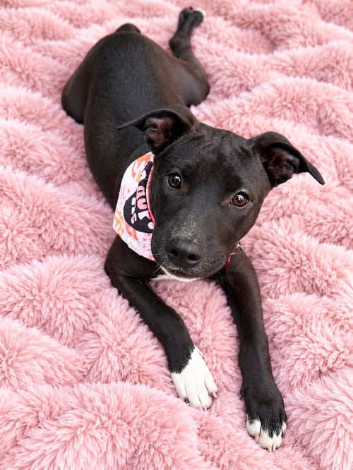 WILLOW CREEK (F) - Pit Bull Terrier available for adoption