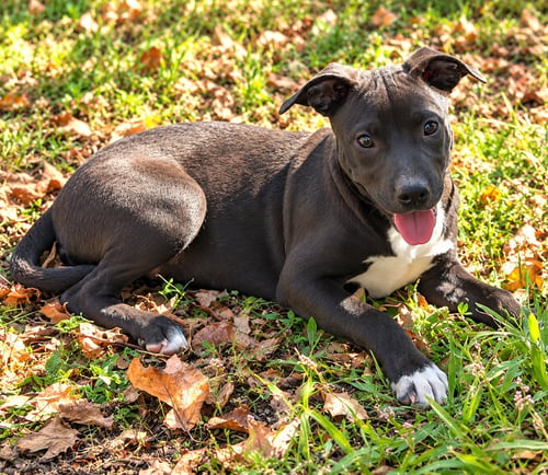 WILLOW CREEK (F) - Pit Bull Terrier available for adoption