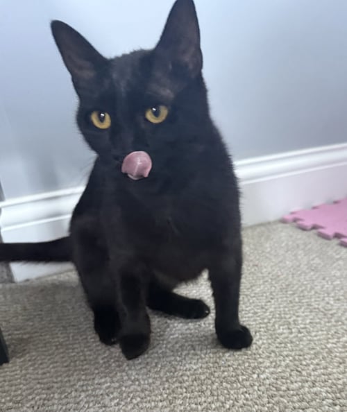 ONYX - Domestic Short Hair available for adoption