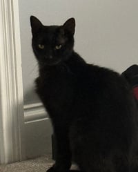 Onyx - Photo 3