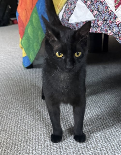 ONYX - Domestic Short Hair available for adoption