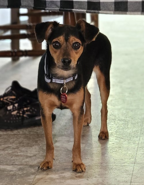 BRIANNA - Chihuahua available for adoption