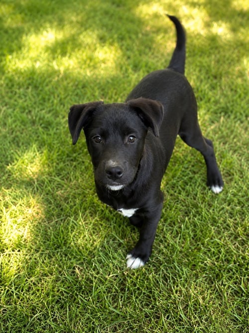 CALVIN - Shepherd / Labrador Retriever available for adoption