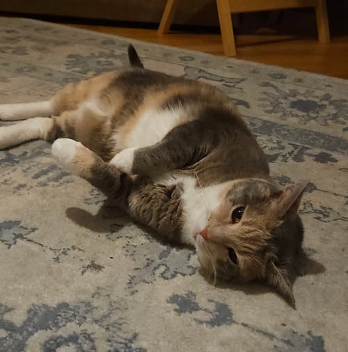 TORI - Domestic Short Hair / Calico available for adoption