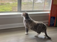 Tori - Photo 6