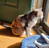 Tori - Photo 12