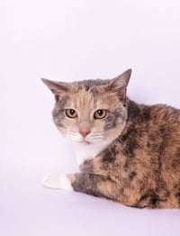 Tori - Photo 2