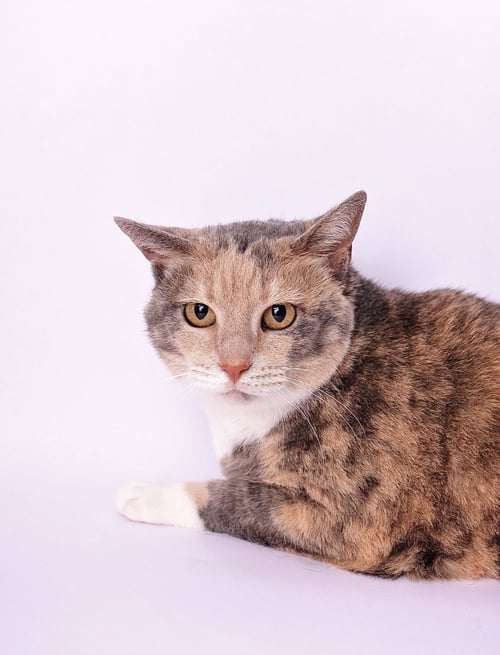 TORI - Domestic Short Hair / Calico available for adoption