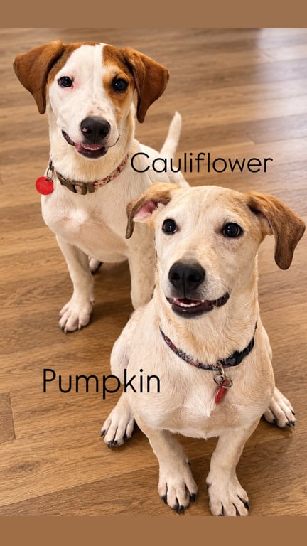 Cauliflower (f) Image